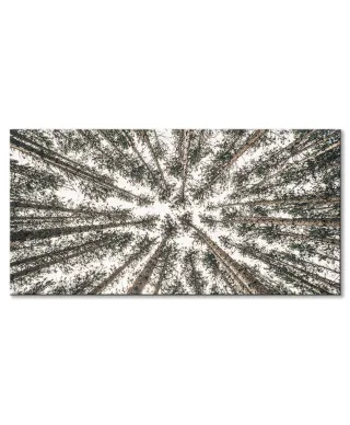 Las Iglasty Sięgający Nieba - obraz na płótnie