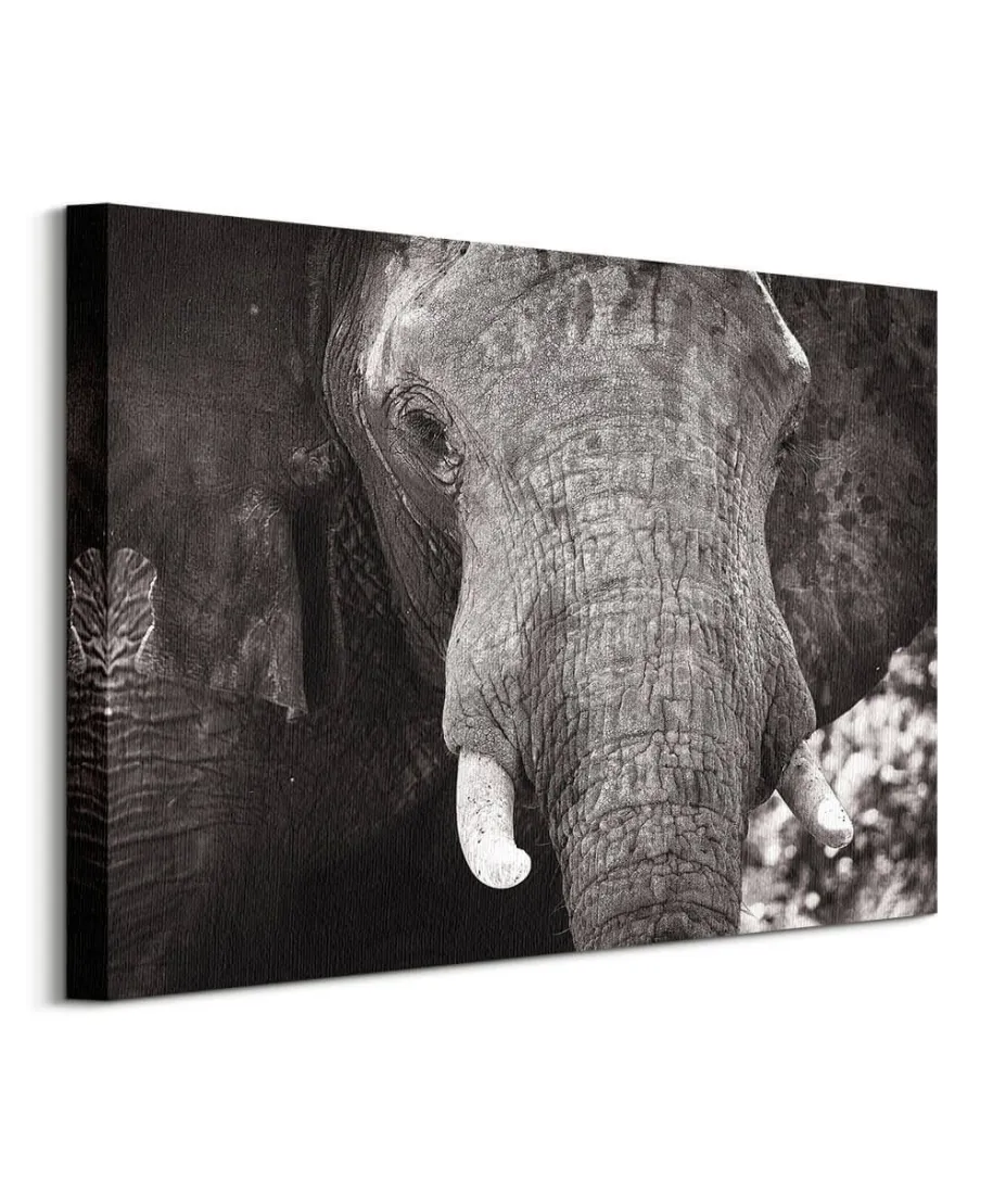 Słoń - obraz na płótnie