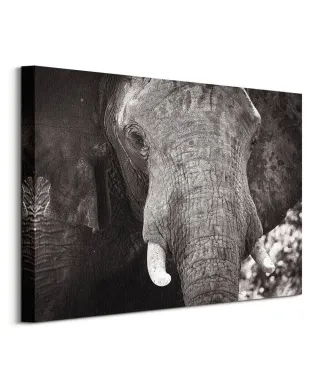 Słoń - obraz na płótnie