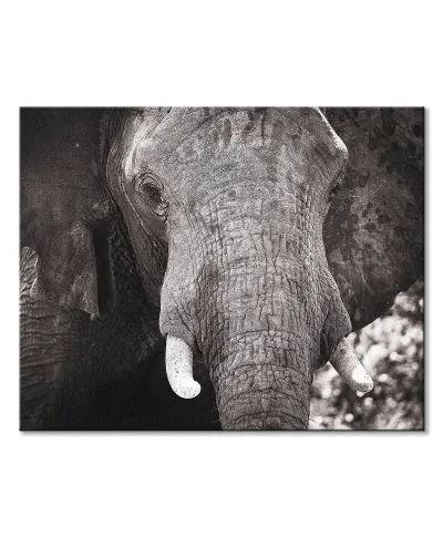 Słoń - obraz na płótnie