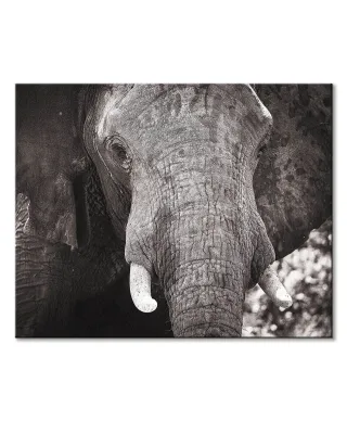 Słoń - obraz na płótnie