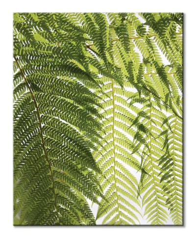 Liście Paproci - obraz na płótnie