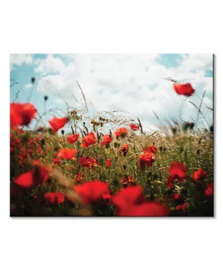 Pole Maków - obraz na płótnie