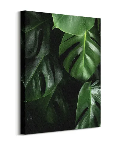 Zielona Monstera - obraz na płótnie