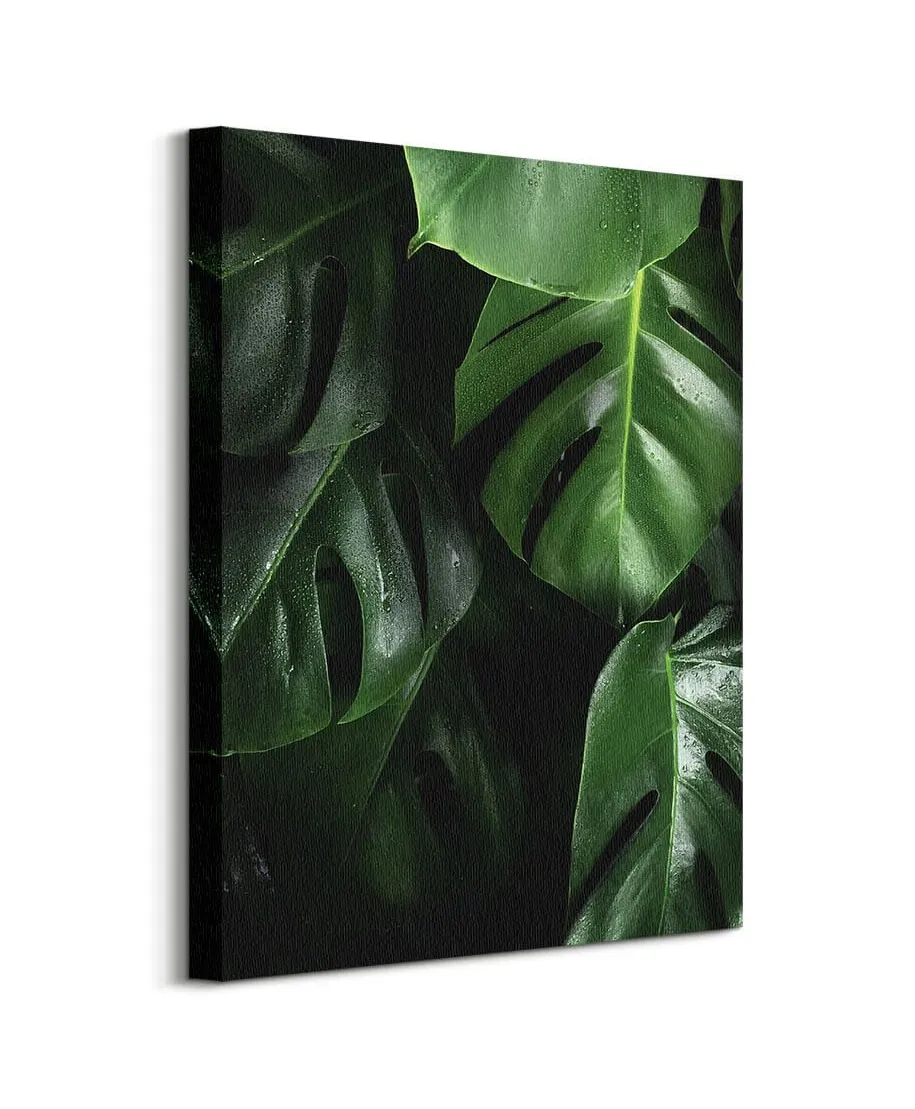 Zielona Monstera - obraz na płótnie