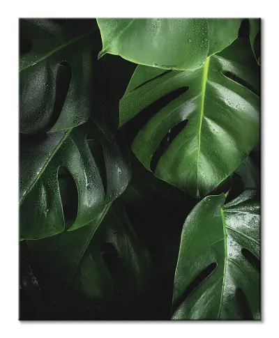 Zielona Monstera - obraz na płótnie