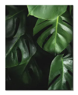 Zielona Monstera - obraz na płótnie