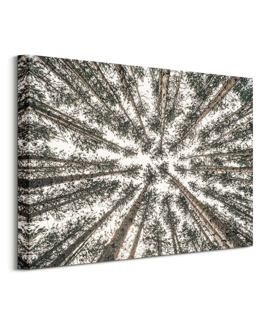 Las Iglasty Sięgający Nieba - obraz na płótnie