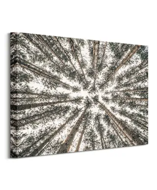 Las Iglasty Sięgający Nieba - obraz na płótnie