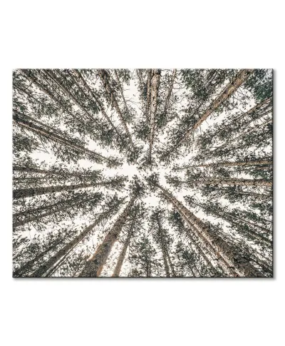 Las Iglasty Sięgający Nieba - obraz na płótnie