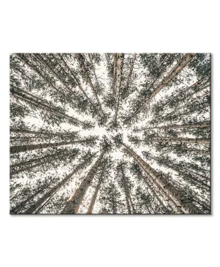 Las Iglasty Sięgający Nieba - obraz na płótnie