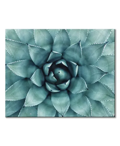 Cactus - obraz na płótnie