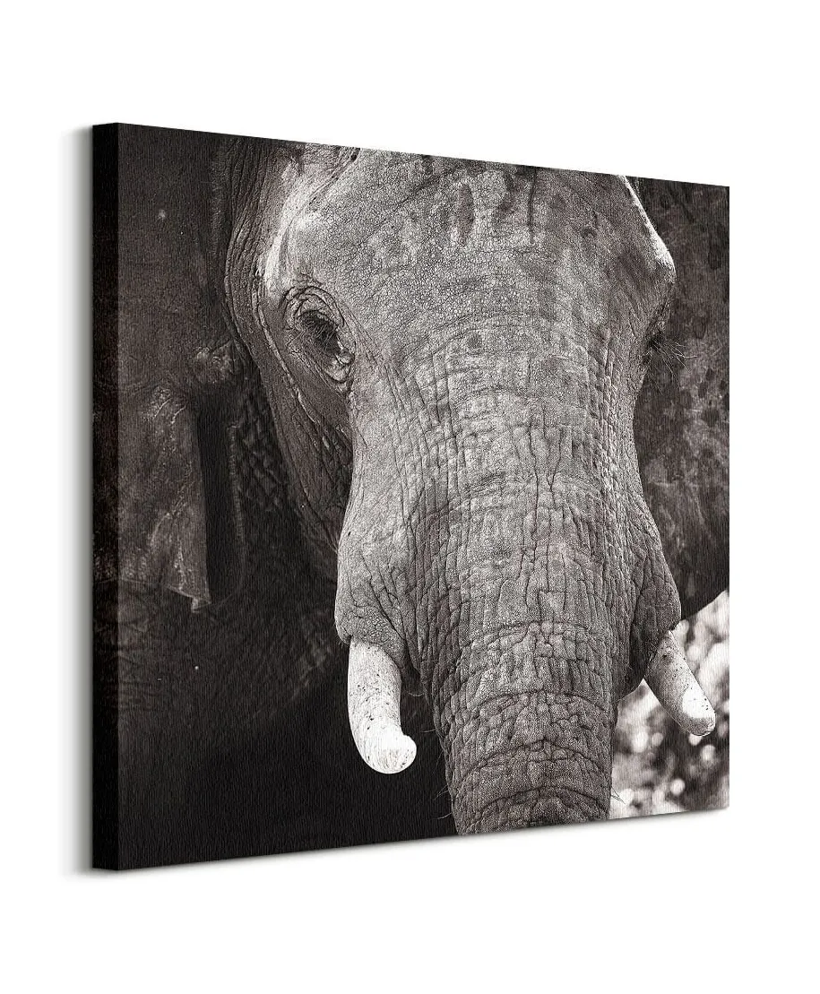 Słoń - obraz na płótnie