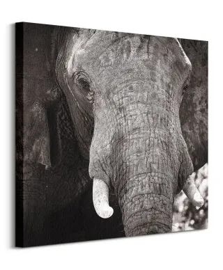 Słoń - obraz na płótnie