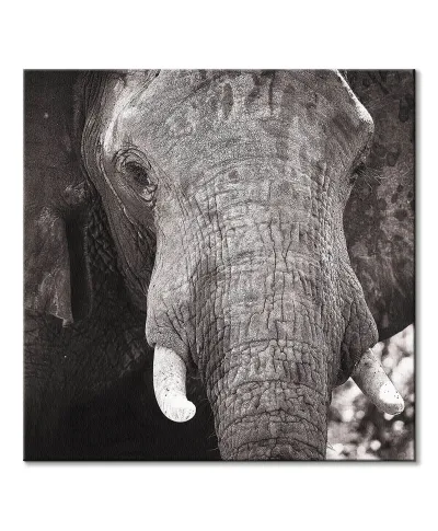 Słoń - obraz na płótnie