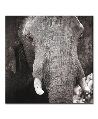Słoń - obraz na płótnie