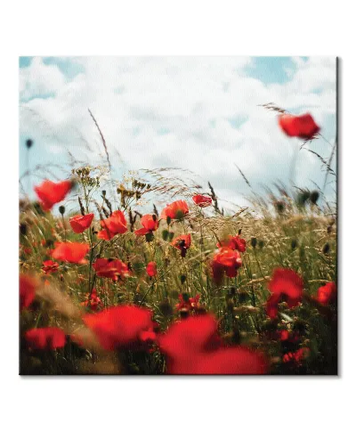 Pole Maków - obraz na płótnie