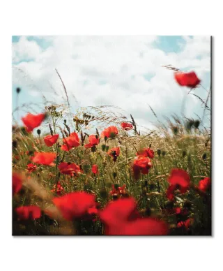 Pole Maków - obraz na płótnie
