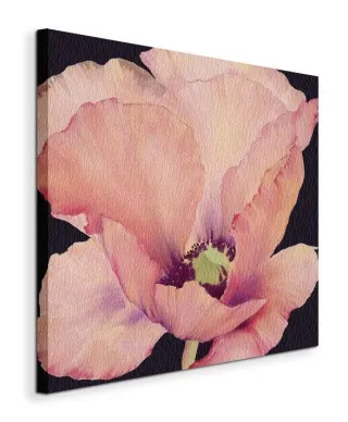 Delicate Pink Poppy - Obraz na płótnie