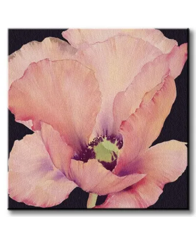 Delicate Pink Poppy - Obraz na płótnie