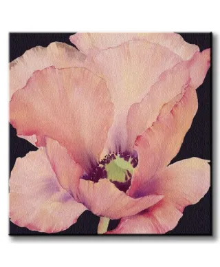 Delicate Pink Poppy - Obraz na płótnie