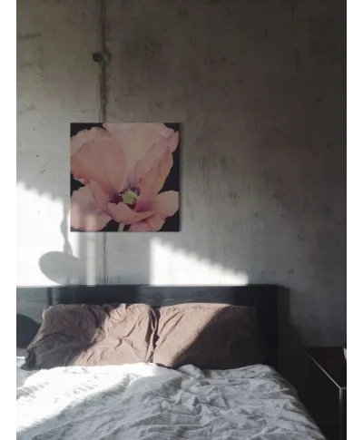 Delicate Pink Poppy - Obraz na płótnie