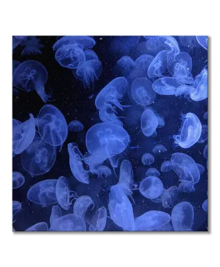 Meduzy - obraz na płótnie