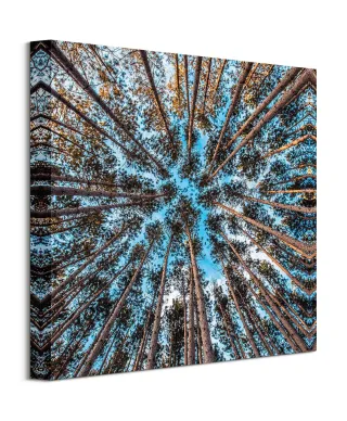 Korony drzew w słońcu - obraz na płótnie