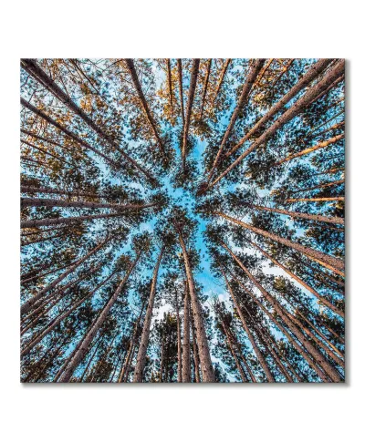 Korony drzew w słońcu - obraz na płótnie