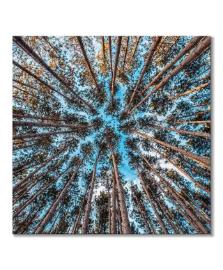 Korony drzew w słońcu - obraz na płótnie