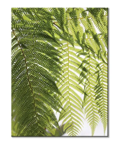 Liście Paproci - obraz na płótnie
