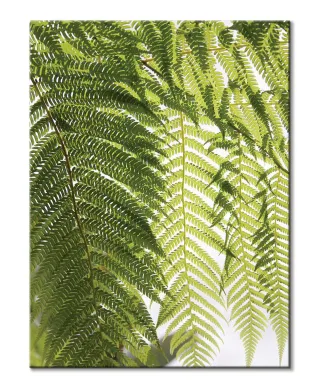 Liście Paproci - obraz na płótnie