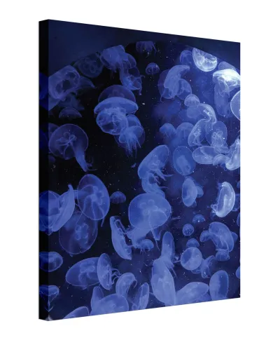 Meduzy - obraz na płótnie