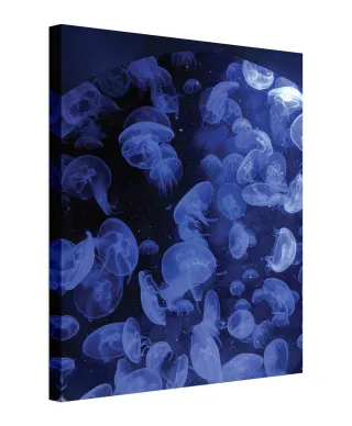 Meduzy - obraz na płótnie