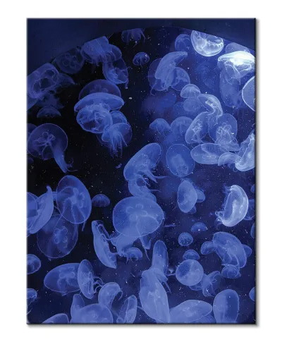 Meduzy - obraz na płótnie