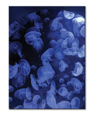 Meduzy - obraz na płótnie
