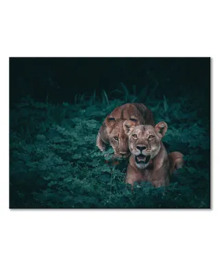 Lwice - obraz na płótnie