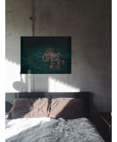 Lwice - obraz na płótnie