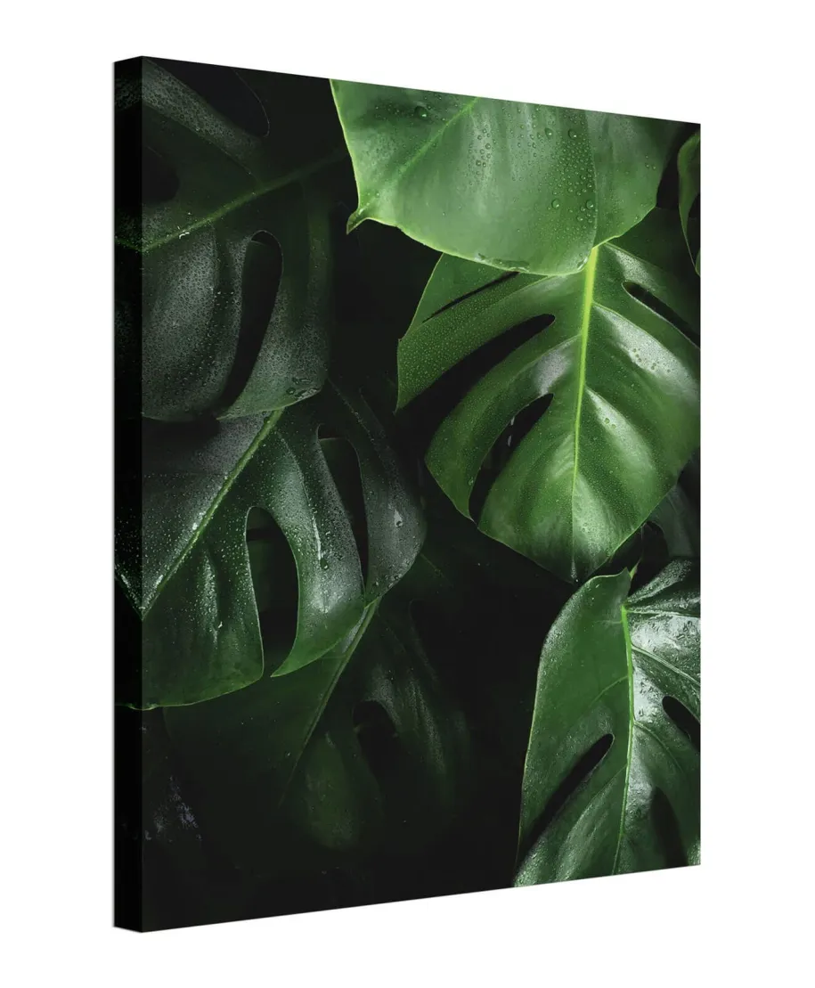 Zielona Monstera - obraz na płótnie