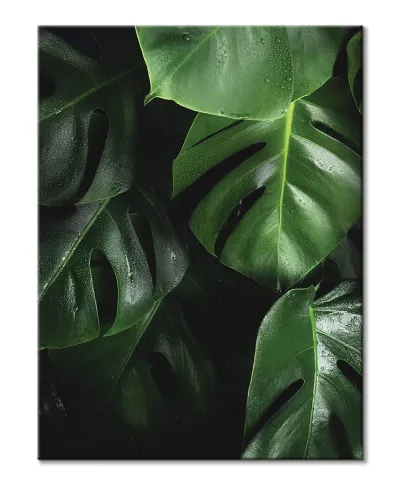 Zielona Monstera - obraz na płótnie
