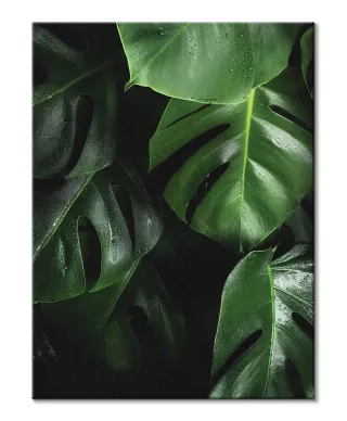 Zielona Monstera - obraz na płótnie