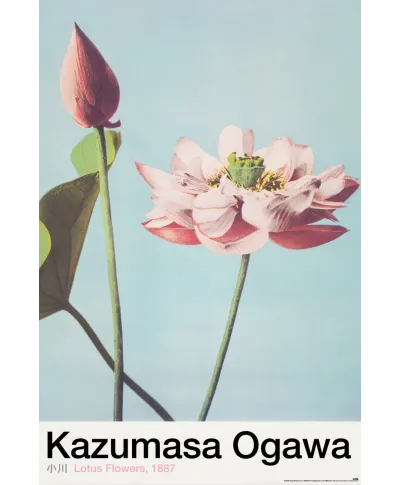 Lotus Flowers - plakat