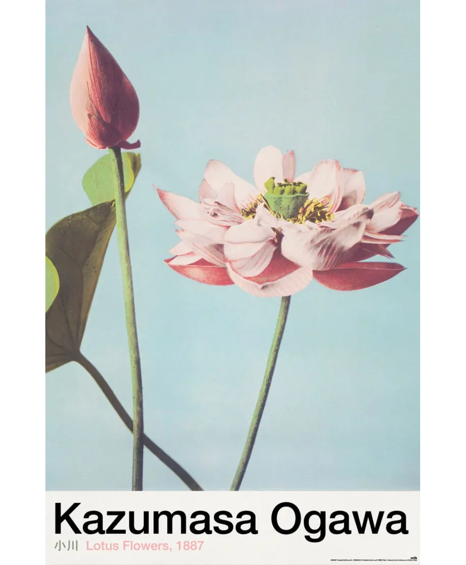Lotus Flowers - plakat