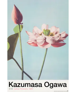 Lotus Flowers - plakat