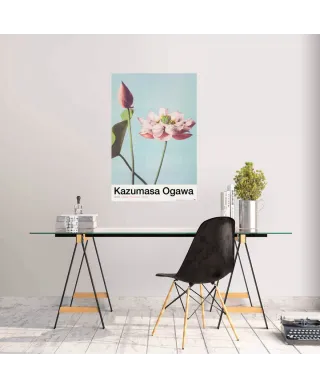 Lotus Flowers - plakat