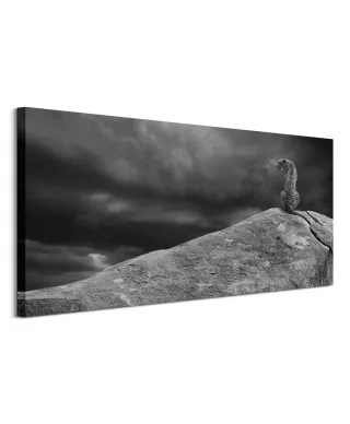 Cheetah on The Rocks - obraz na płótnie