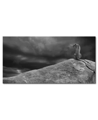 Cheetah on The Rocks - obraz na płótnie