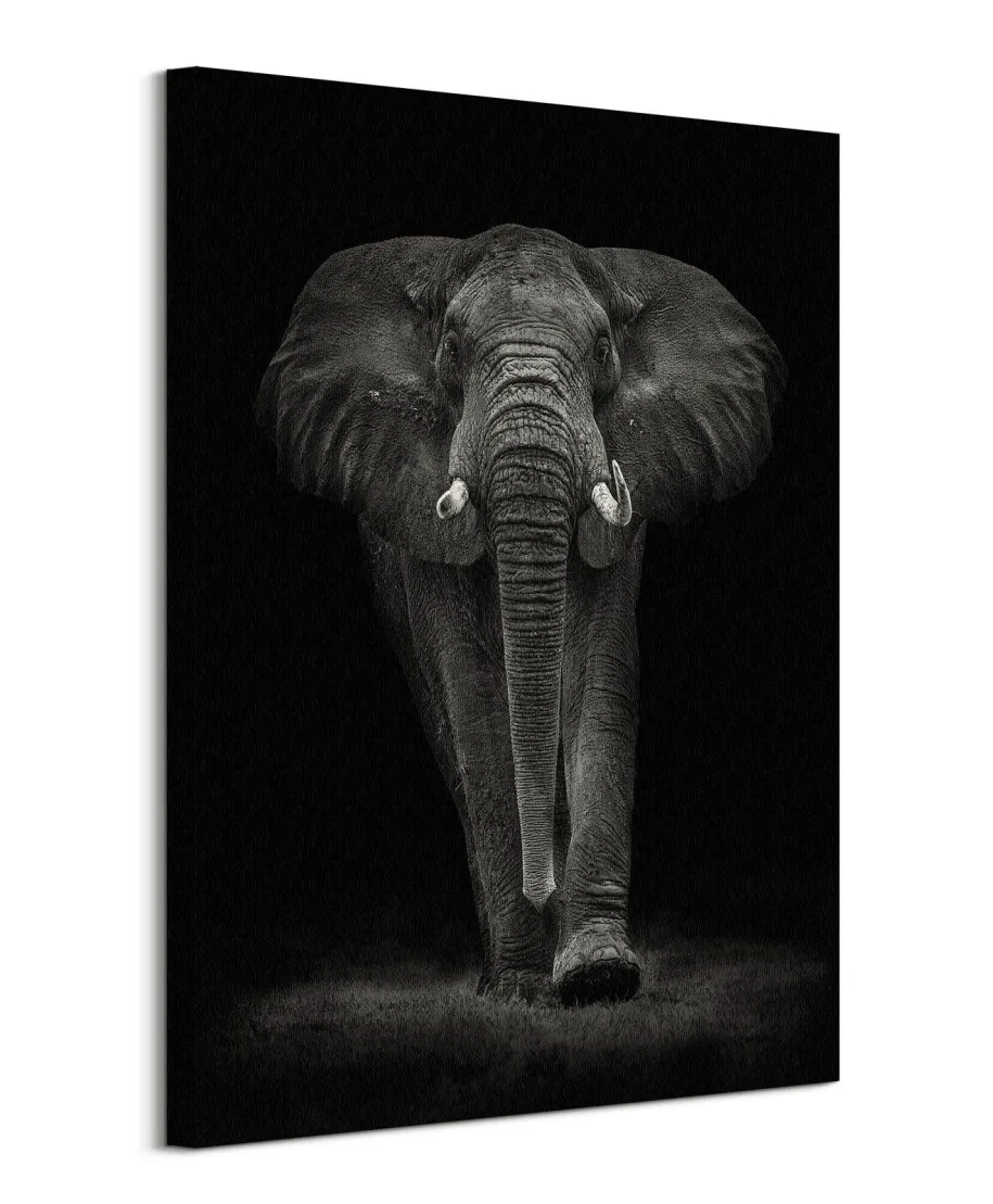 Ngorongoro Bull - obraz na płótnie