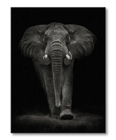 Ngorongoro Bull - obraz na płótnie