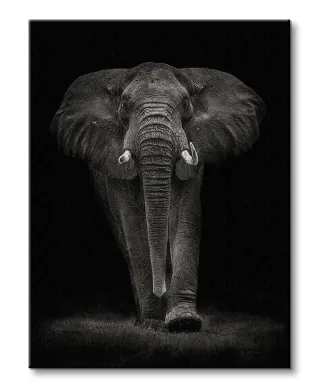 Ngorongoro Bull - obraz na płótnie